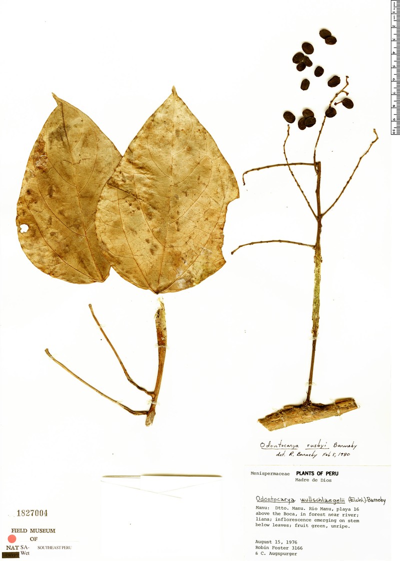 Odontocarya rusbyi photo 2