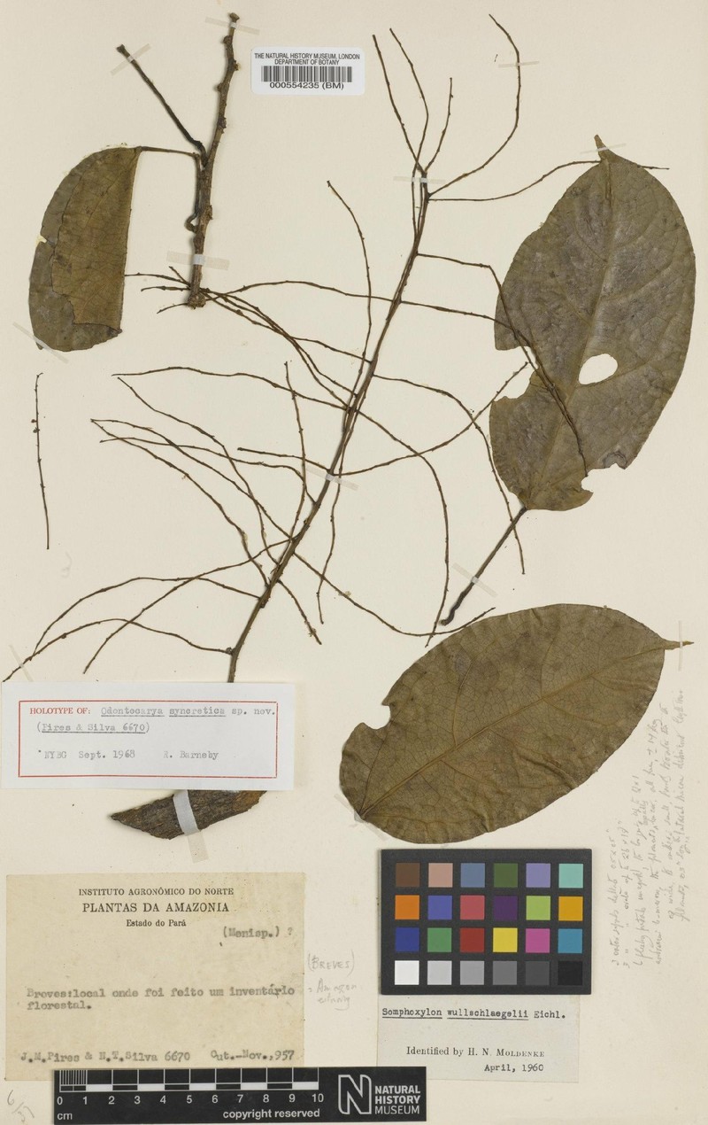 Odontocarya syncretica