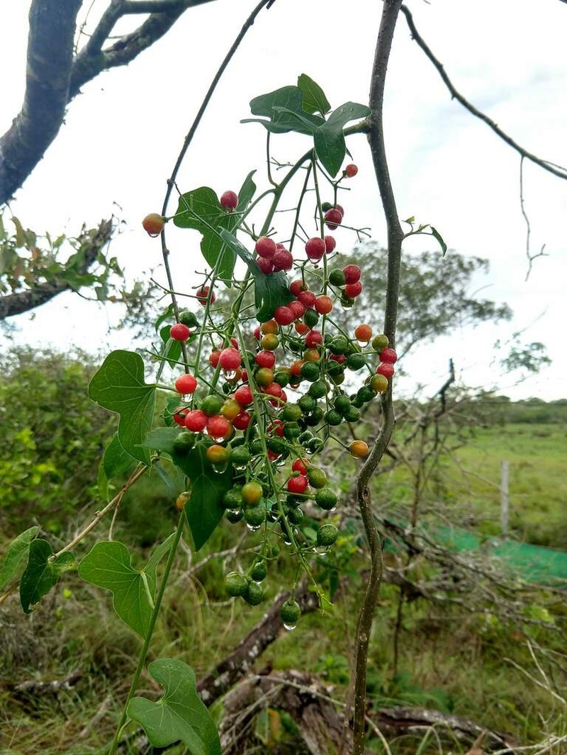 Odontocarya tamoides