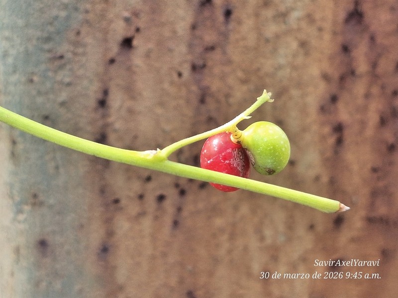 Odontocarya tamoides photo 2