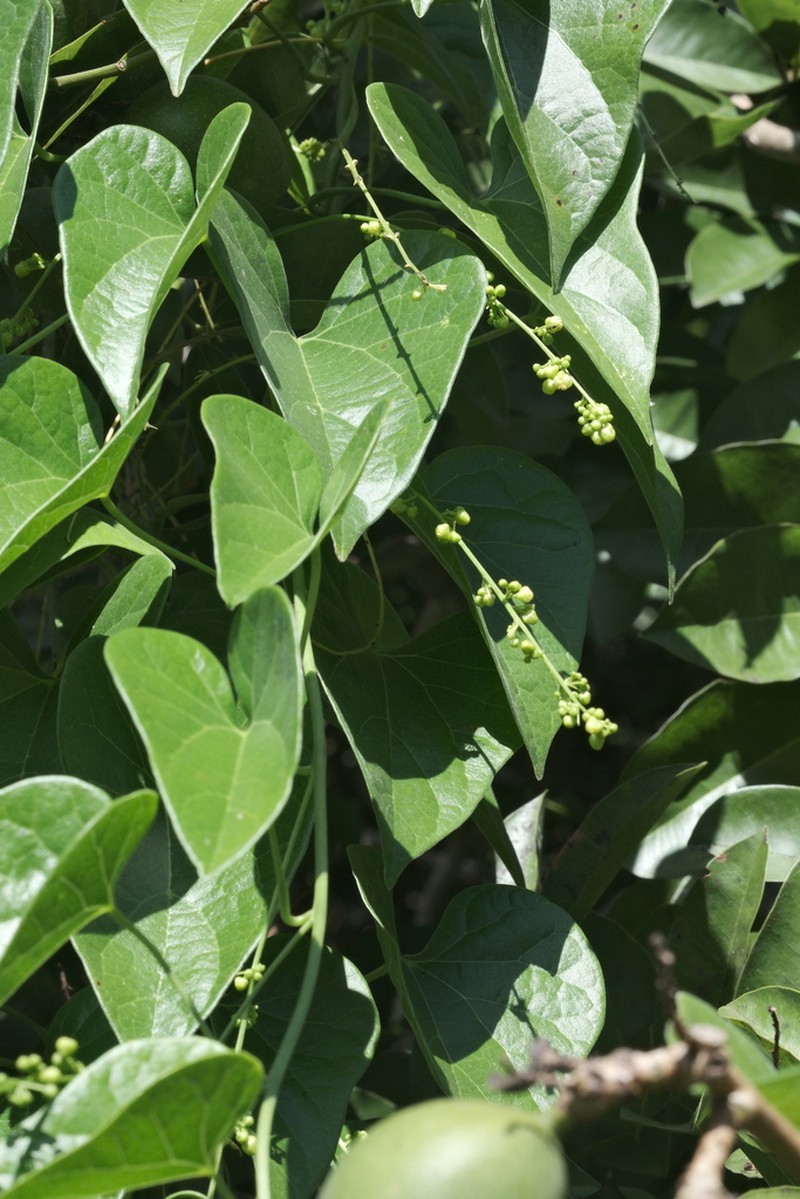 Odontocarya tamoides photo 3