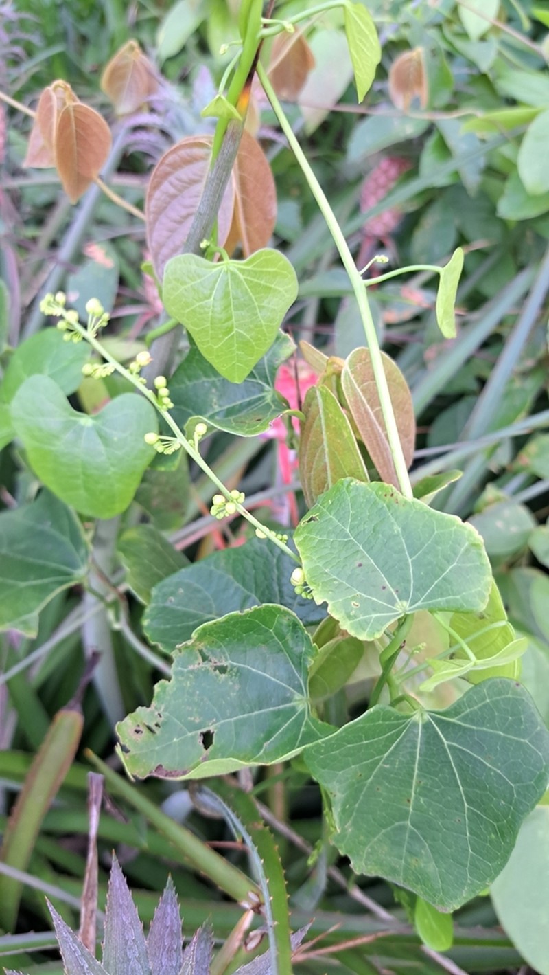 Odontocarya tamoides photo 4