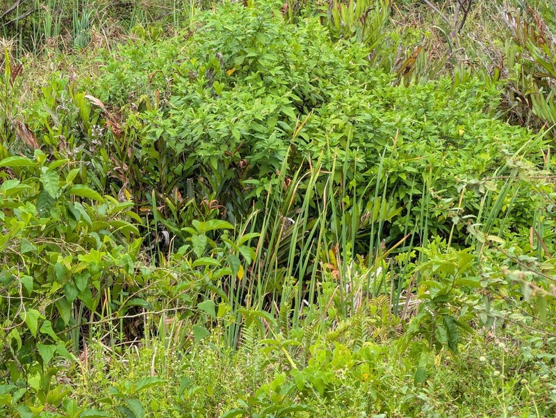 Odontocarya tamoides photo 5
