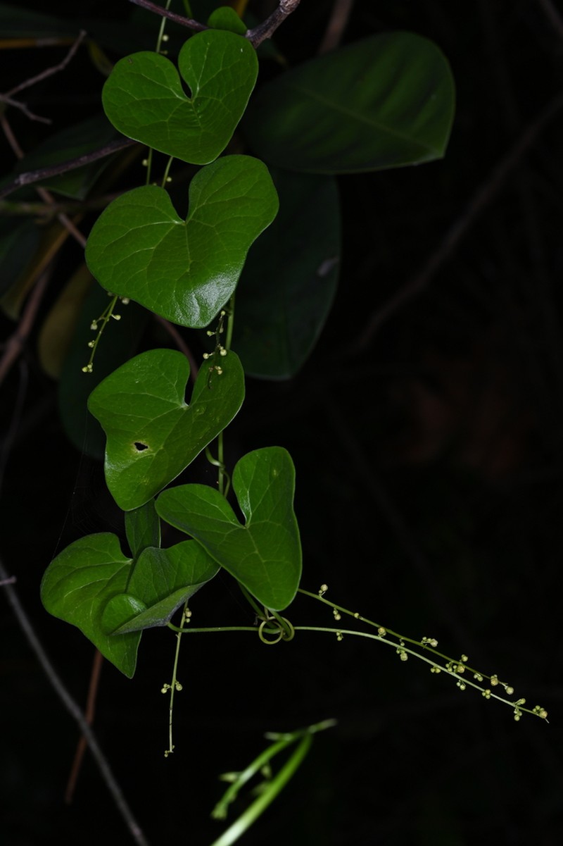Odontocarya tamoides photo 6