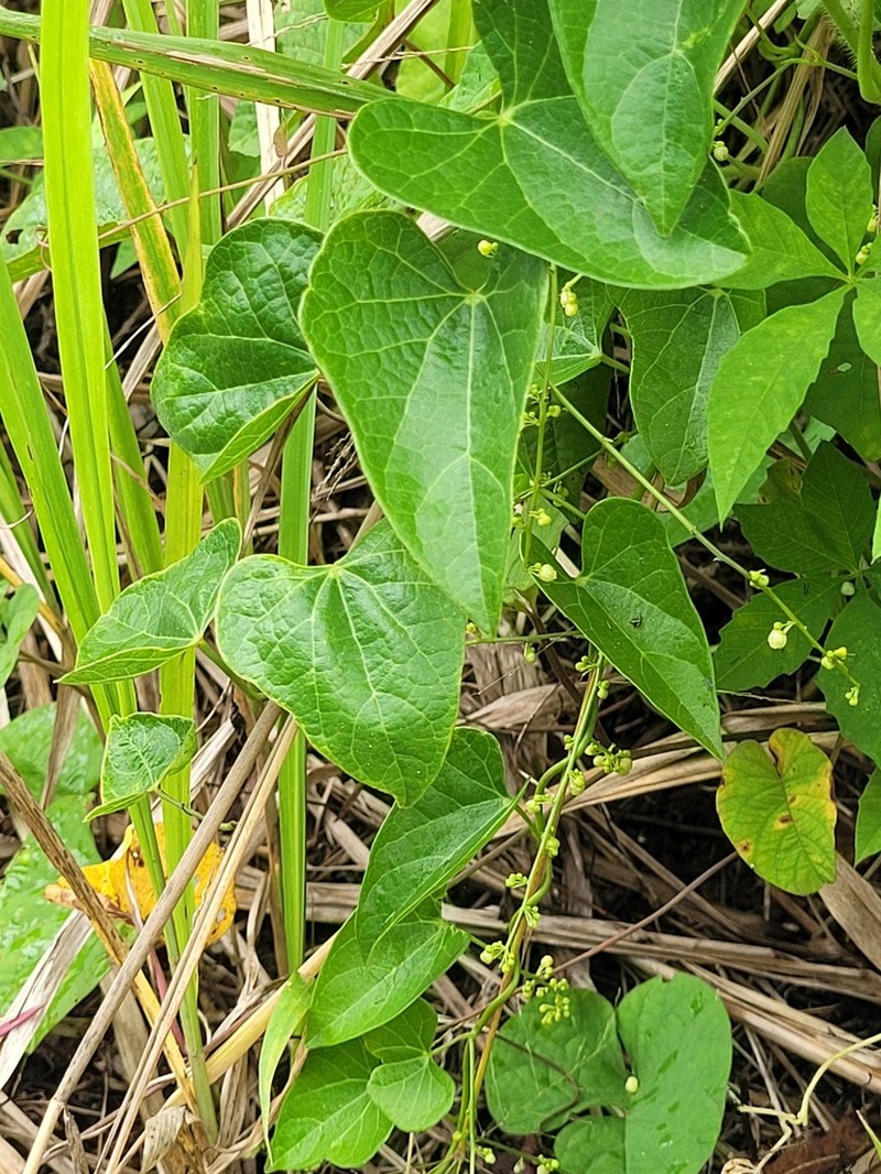 Odontocarya tamoides photo 7