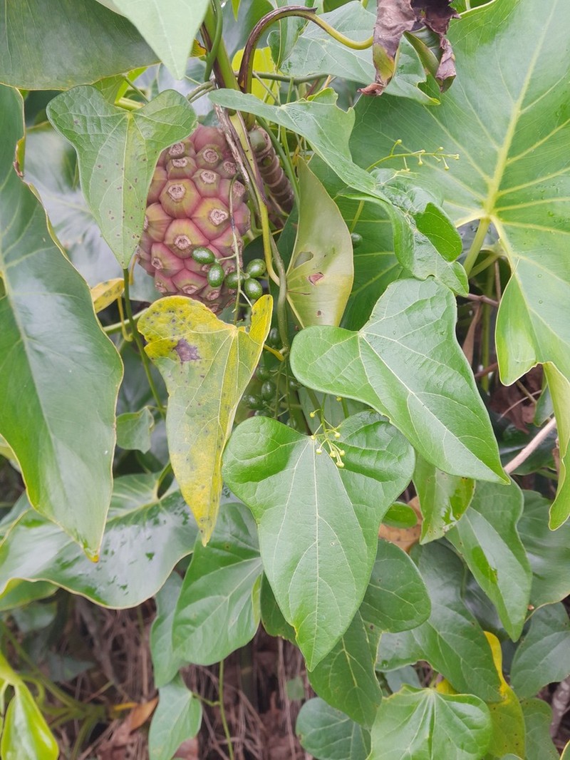 Odontocarya tamoides photo 8