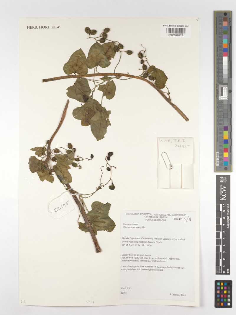 Odontocarya tamoides var. tamoides photo 2