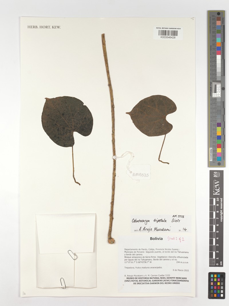 Odontocarya tripetala photo 2