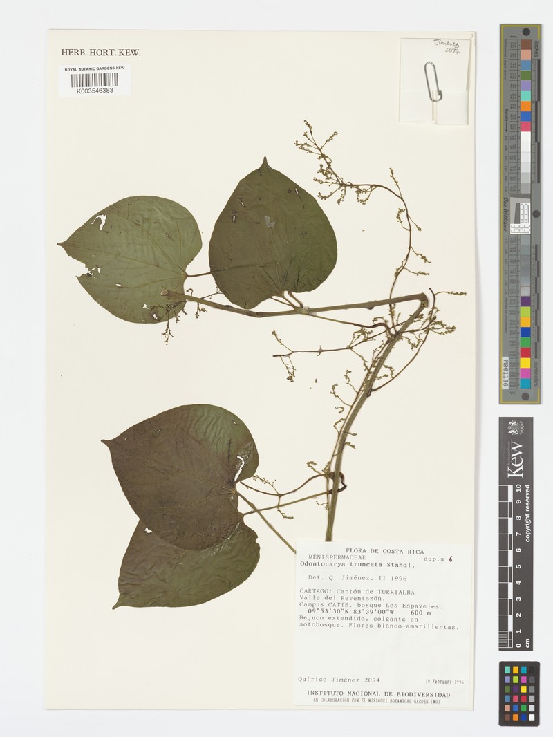 Odontocarya truncata