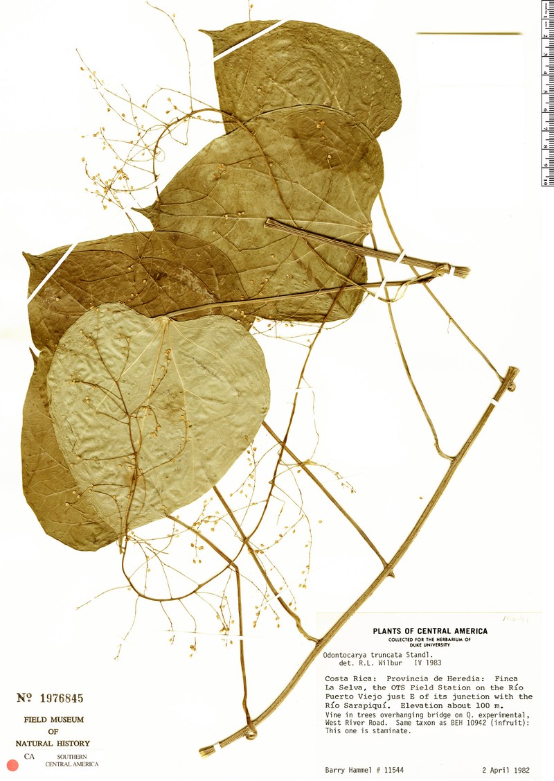 Odontocarya truncata photo 2