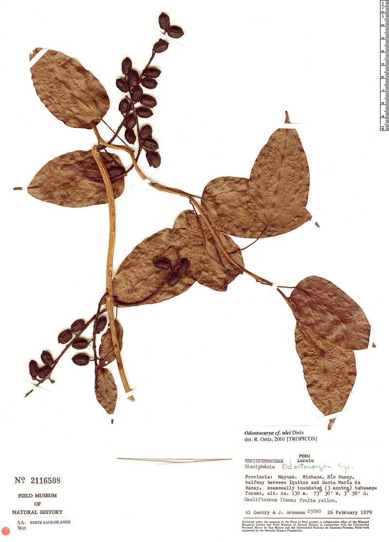 Odontocarya ulei