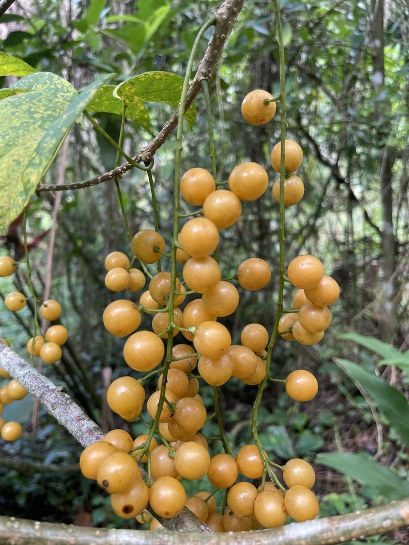 Odontocarya vitis photo 2