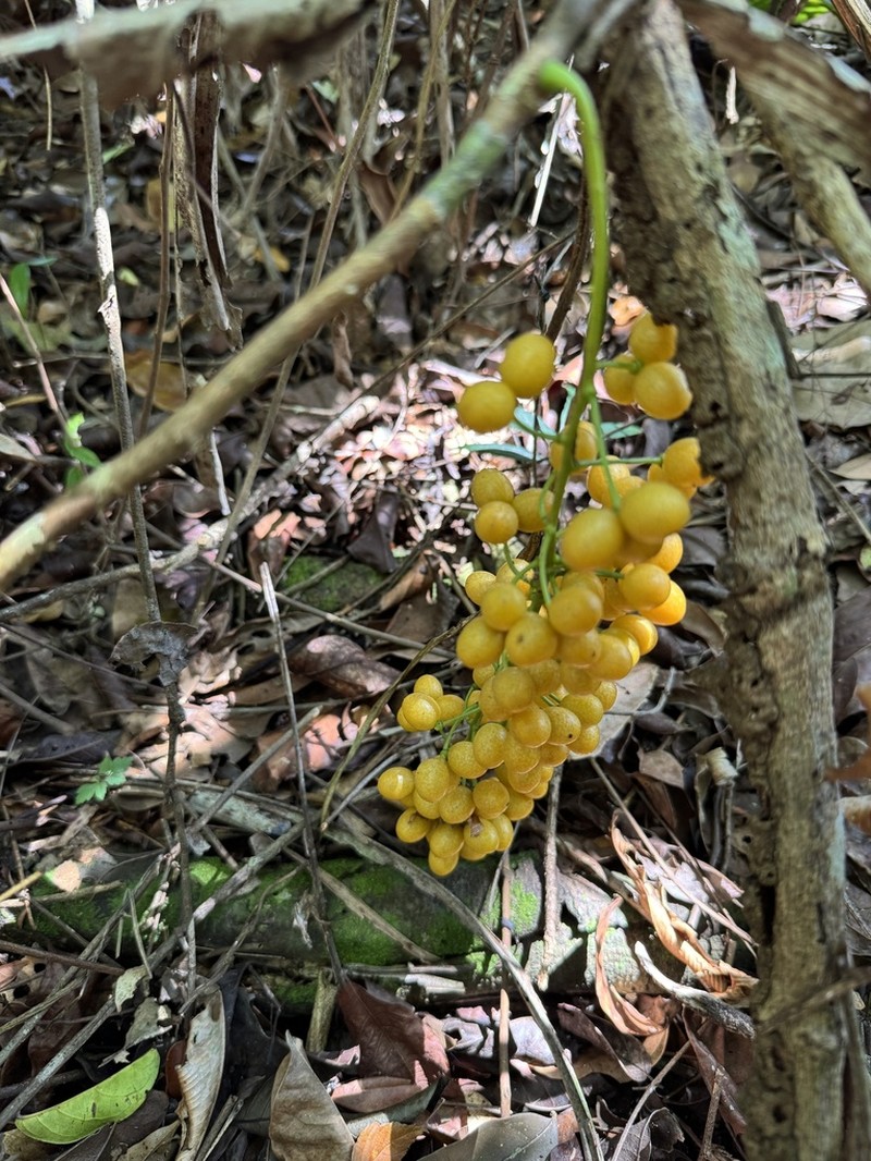 Odontocarya vitis photo 3