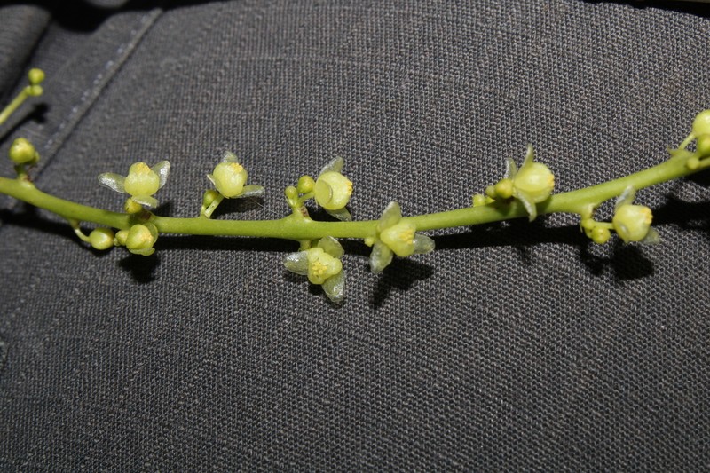 Odontocarya vitis photo 4