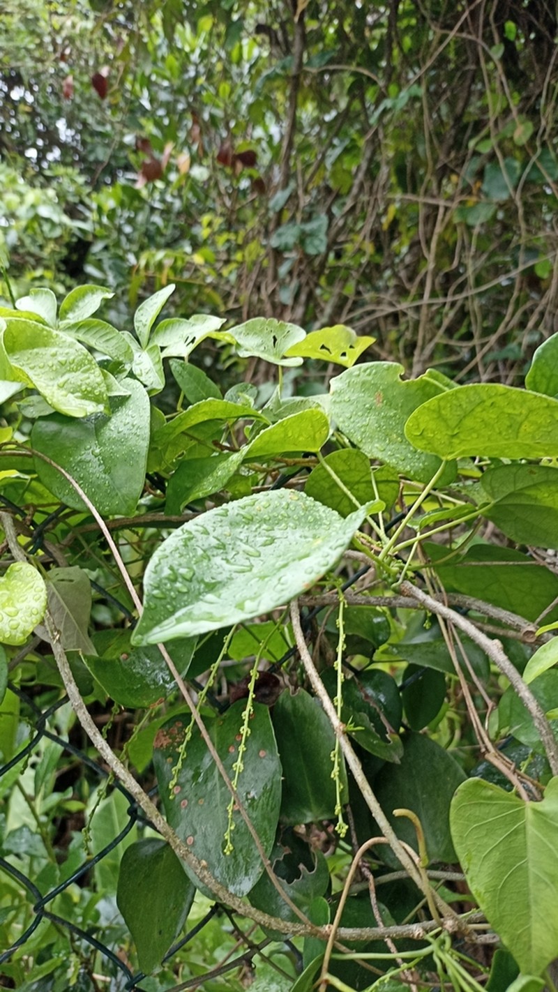 Odontocarya vitis photo 5