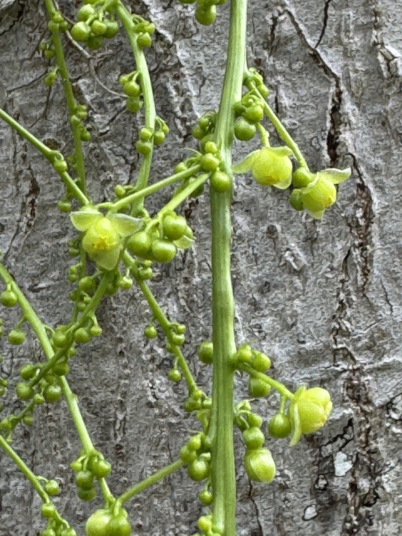 Odontocarya vitis photo 6