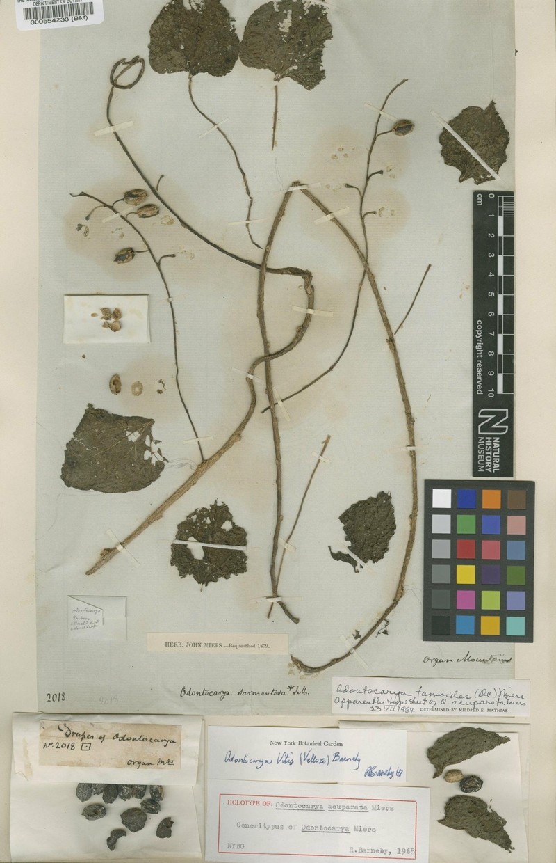 Odontocarya vitis photo 7