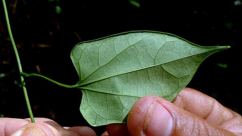 Odontocarya vitis