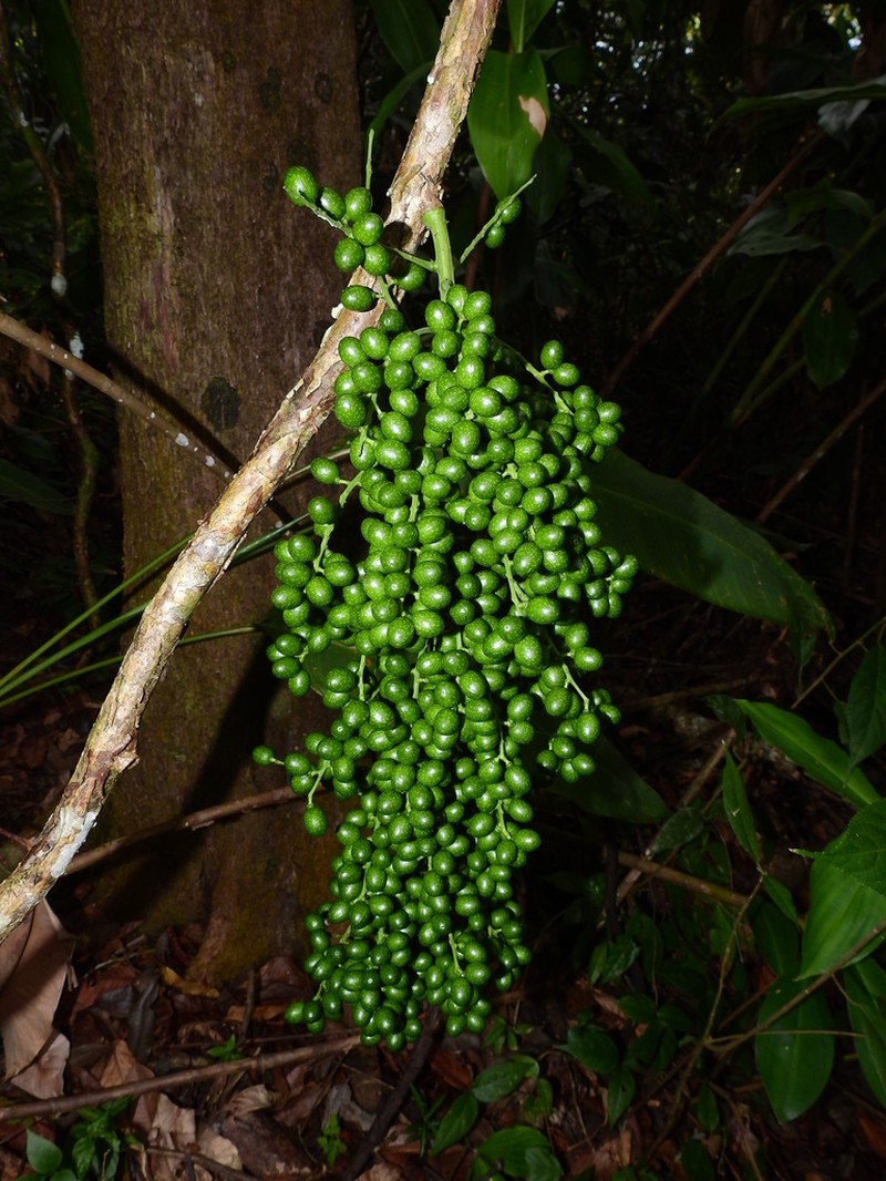 Odontocarya wullschlaegelii