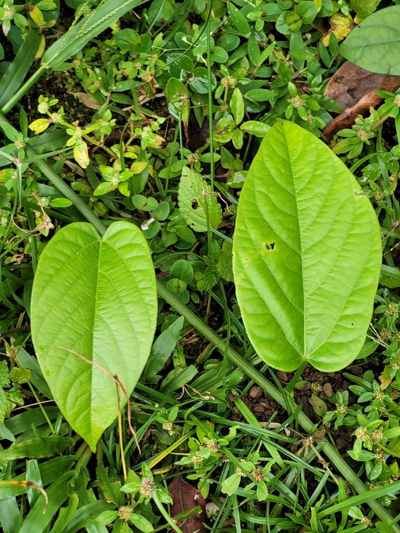 Odontocarya wullschlaegelii photo 2