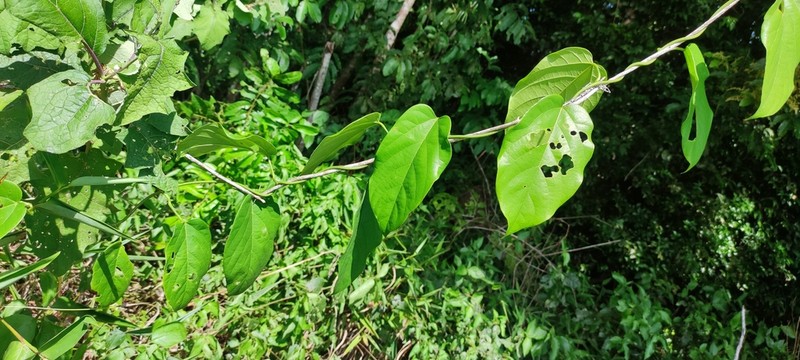 Odontocarya wullschlaegelii photo 3