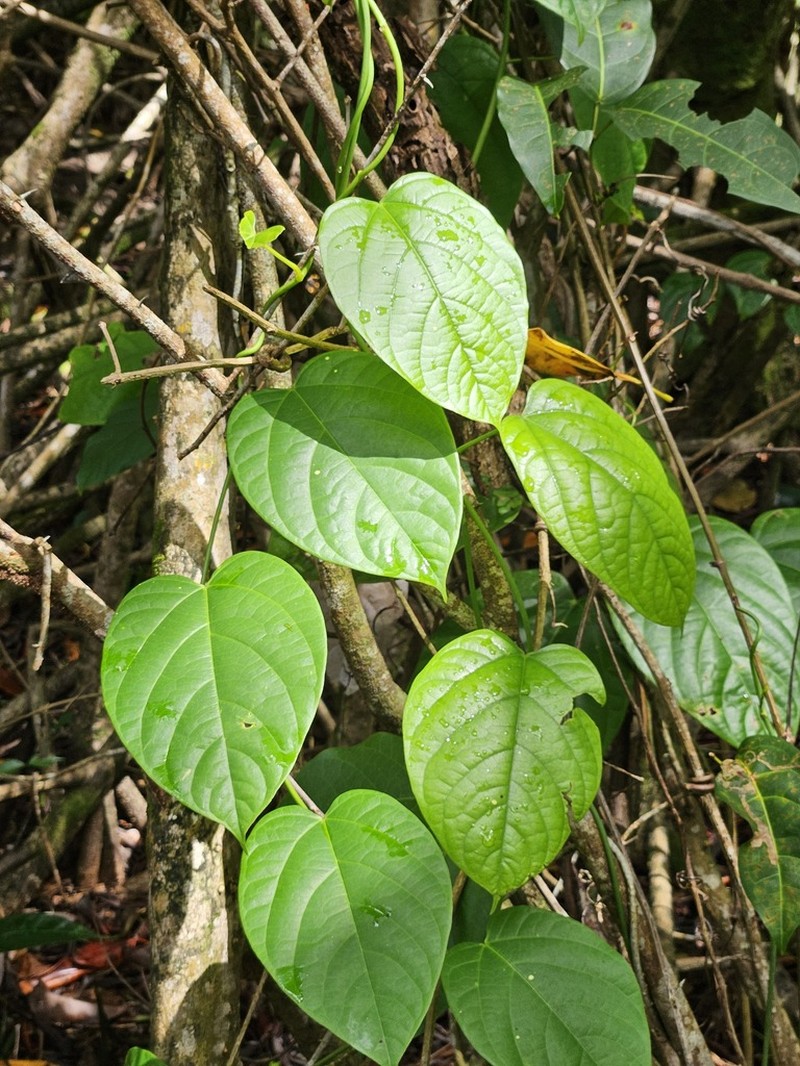 Odontocarya wullschlaegelii photo 4
