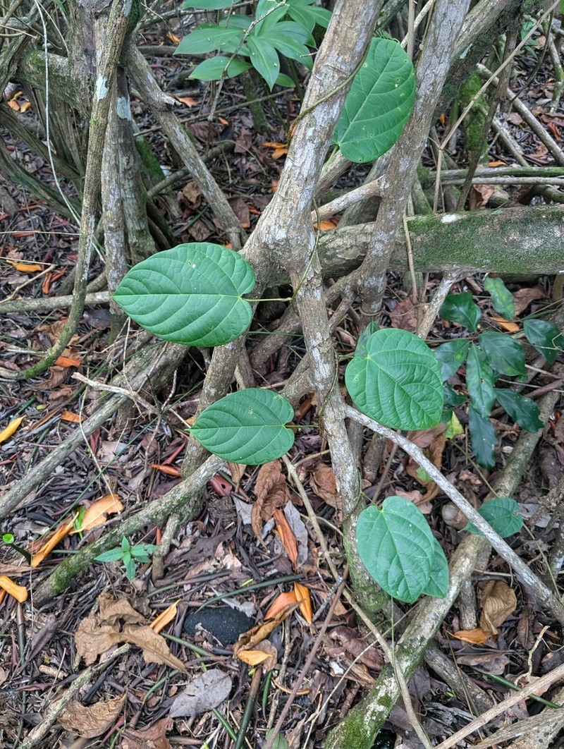 Odontocarya wullschlaegelii photo 5