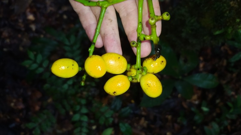 Odontocarya wullschlaegelii photo 6