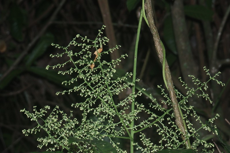 Odontocarya wullschlaegelii photo 7