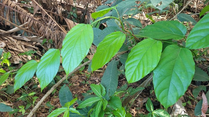Odontocarya wullschlaegelii photo 8