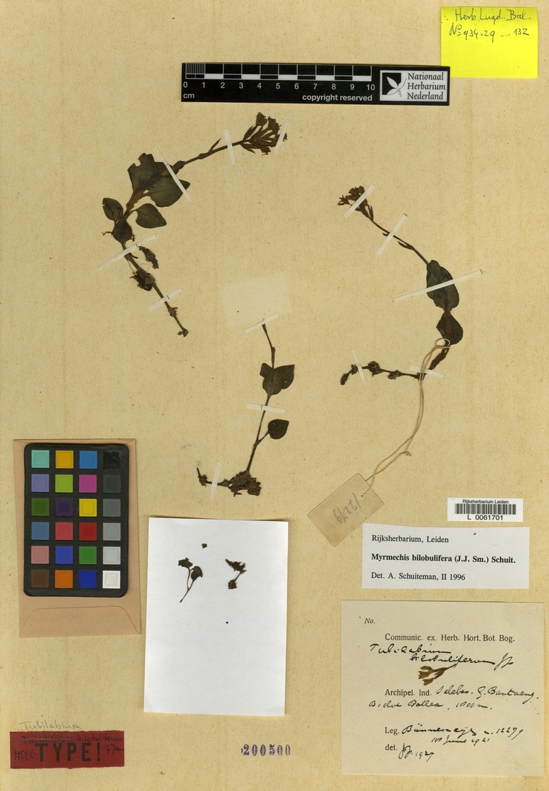 Odontochilus bilobuliferus