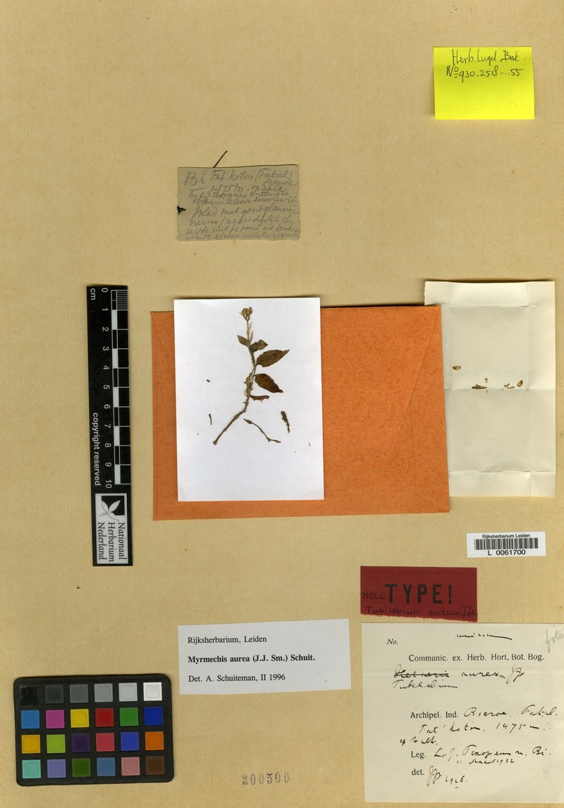 Odontochilus buruensis