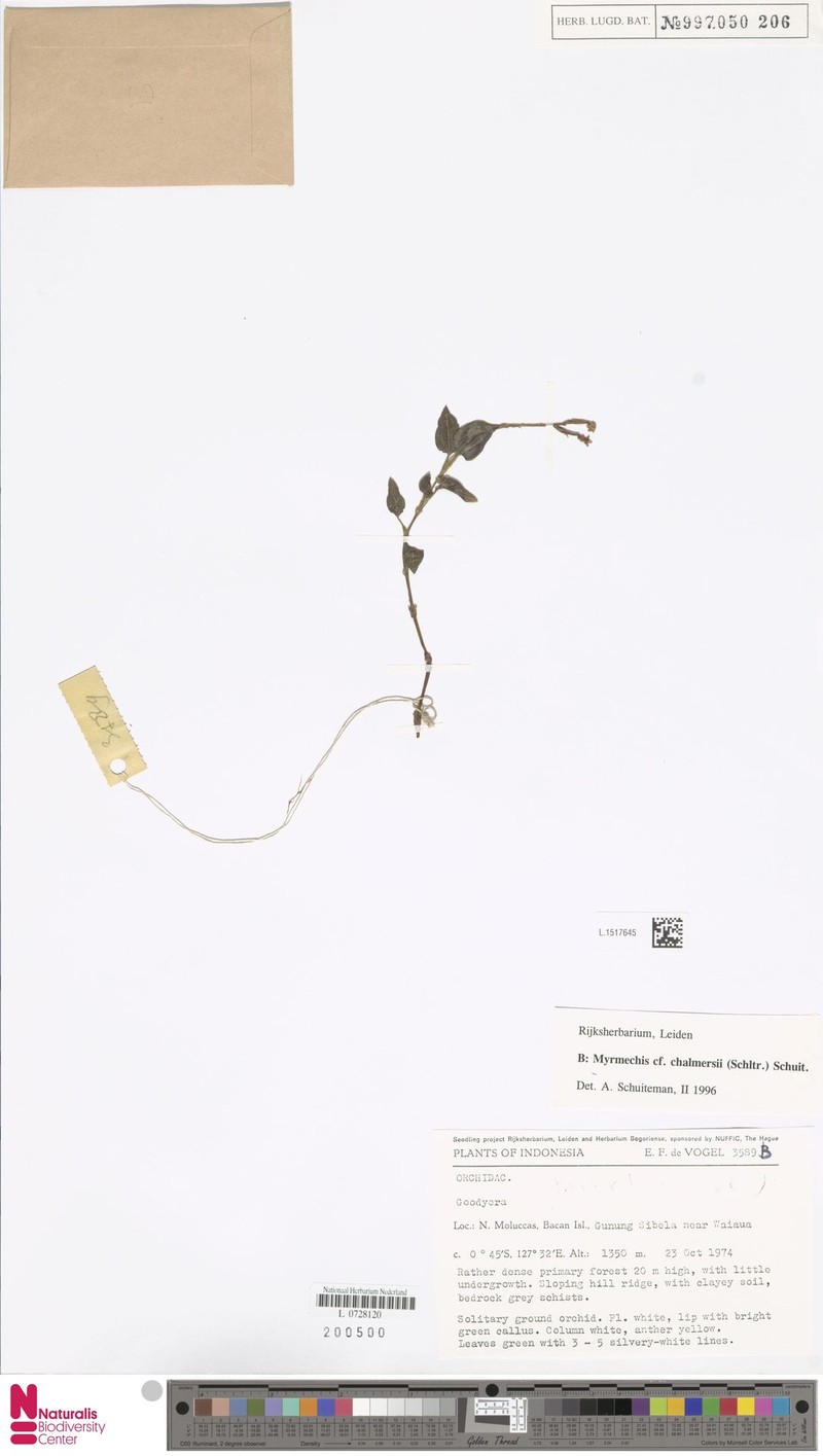 Odontochilus chalmersii
