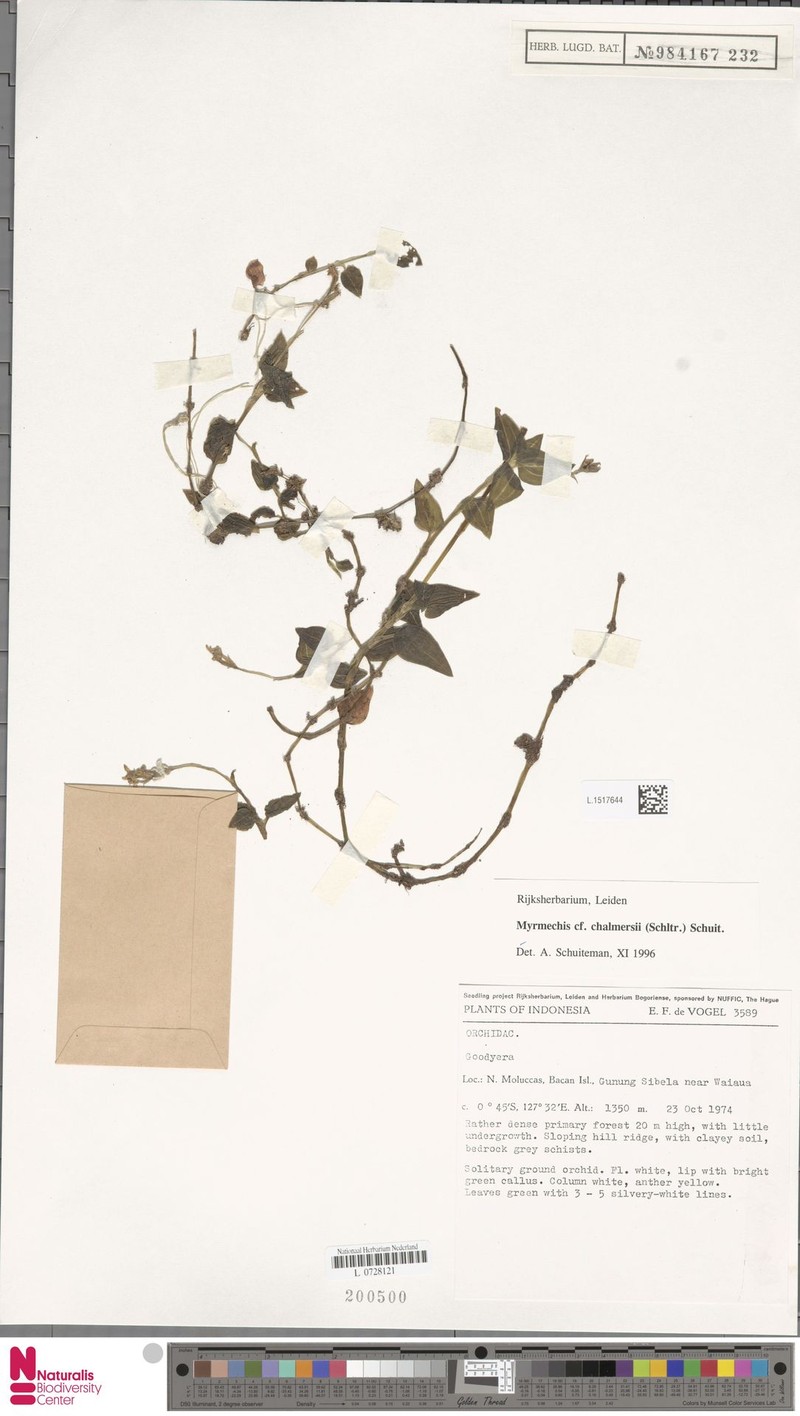 Odontochilus chalmersii photo 2