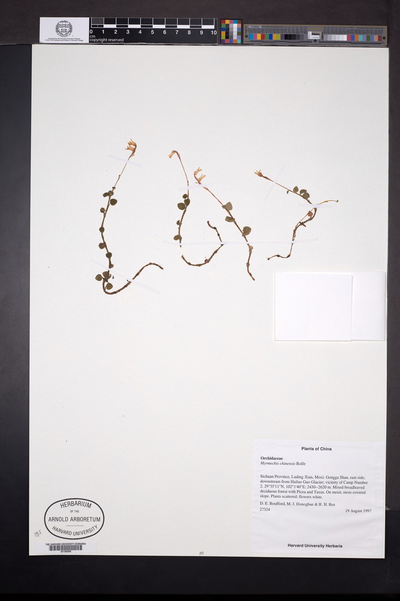 Odontochilus chinensis