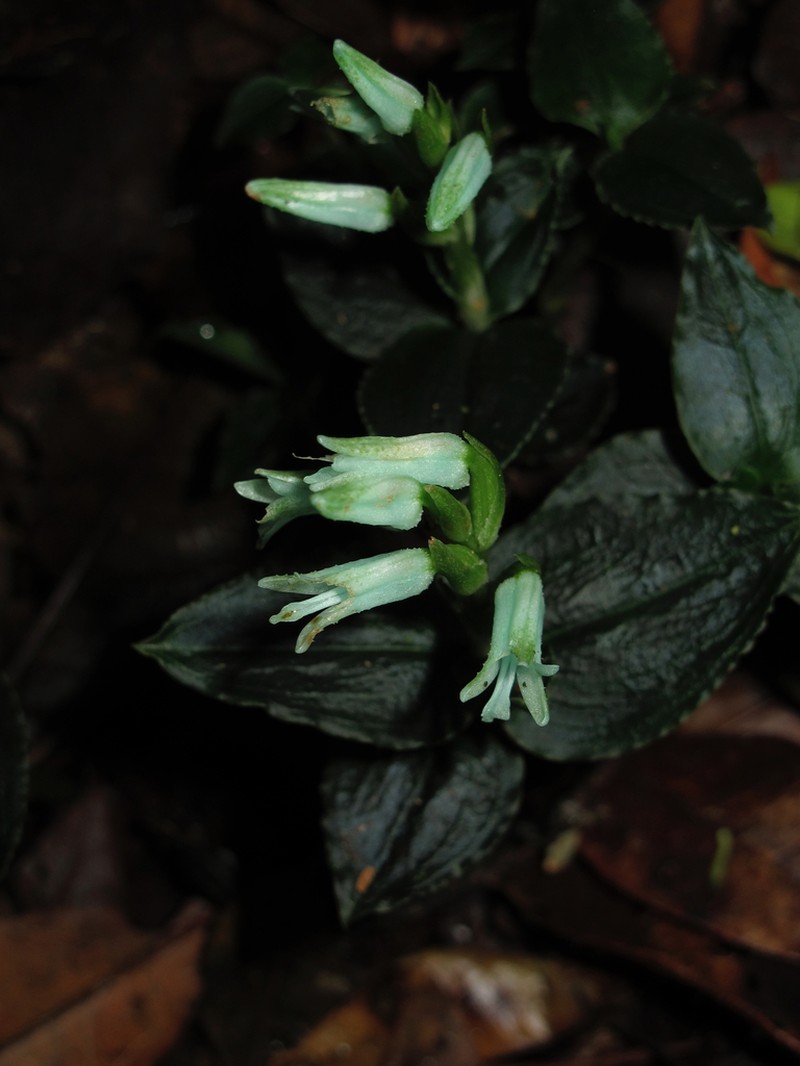 Odontochilus coerulescens photo 2