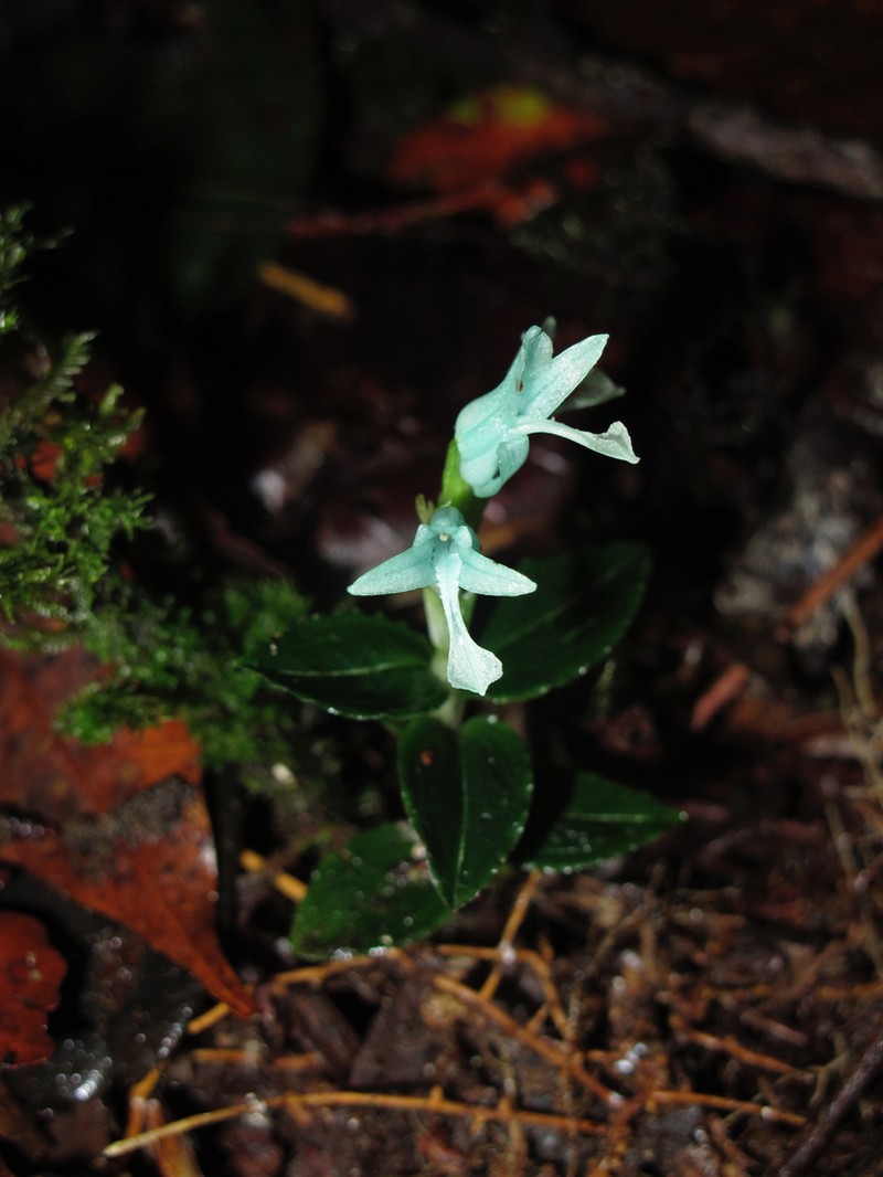 Odontochilus coerulescens photo 3