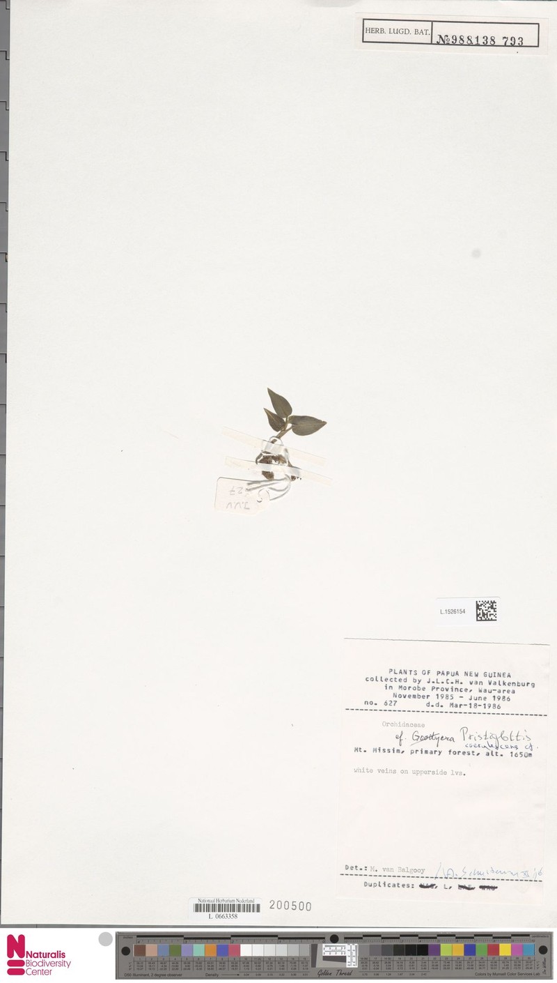 Odontochilus coerulescens photo 4