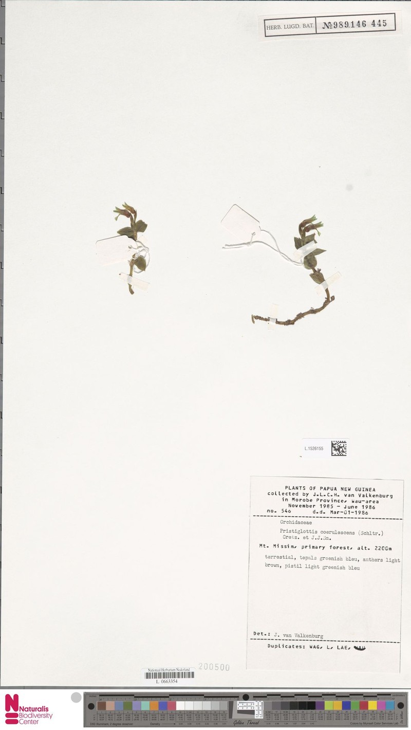 Odontochilus coerulescens photo 5