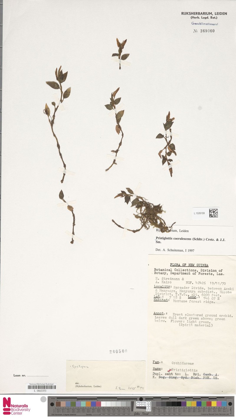 Odontochilus coerulescens photo 6