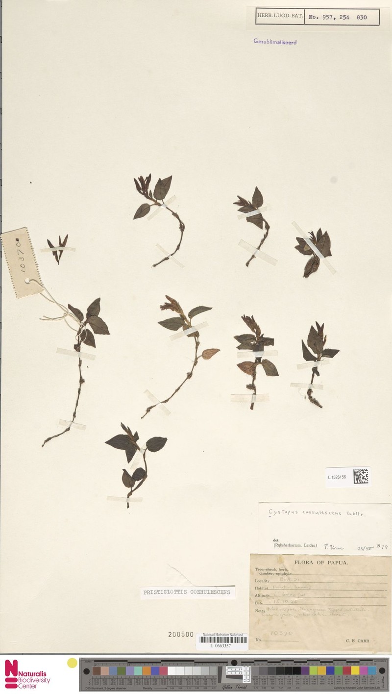 Odontochilus coerulescens photo 7
