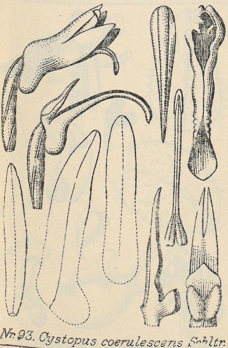 Odontochilus coerulescens