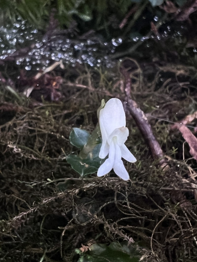 Odontochilus drymoglossifolius