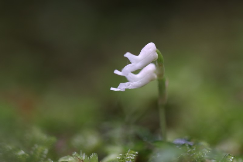 Odontochilus drymoglossifolius photo 2