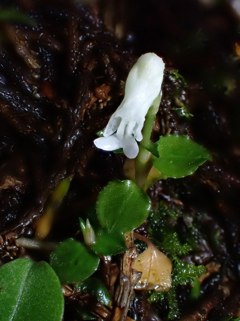 Odontochilus drymoglossifolius photo 3