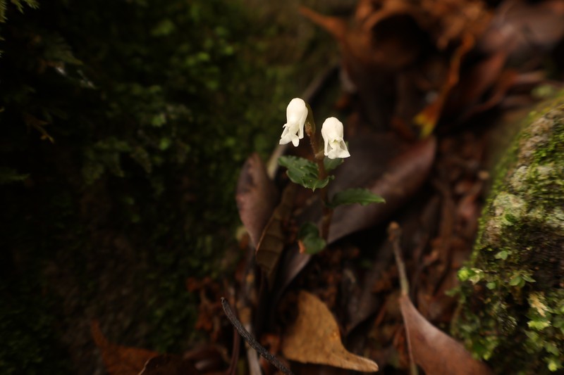 Odontochilus drymoglossifolius photo 4