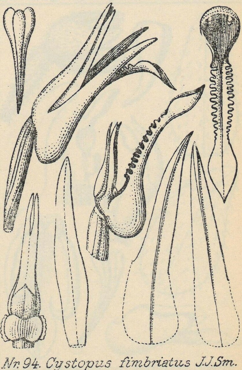 Odontochilus fimbriatus