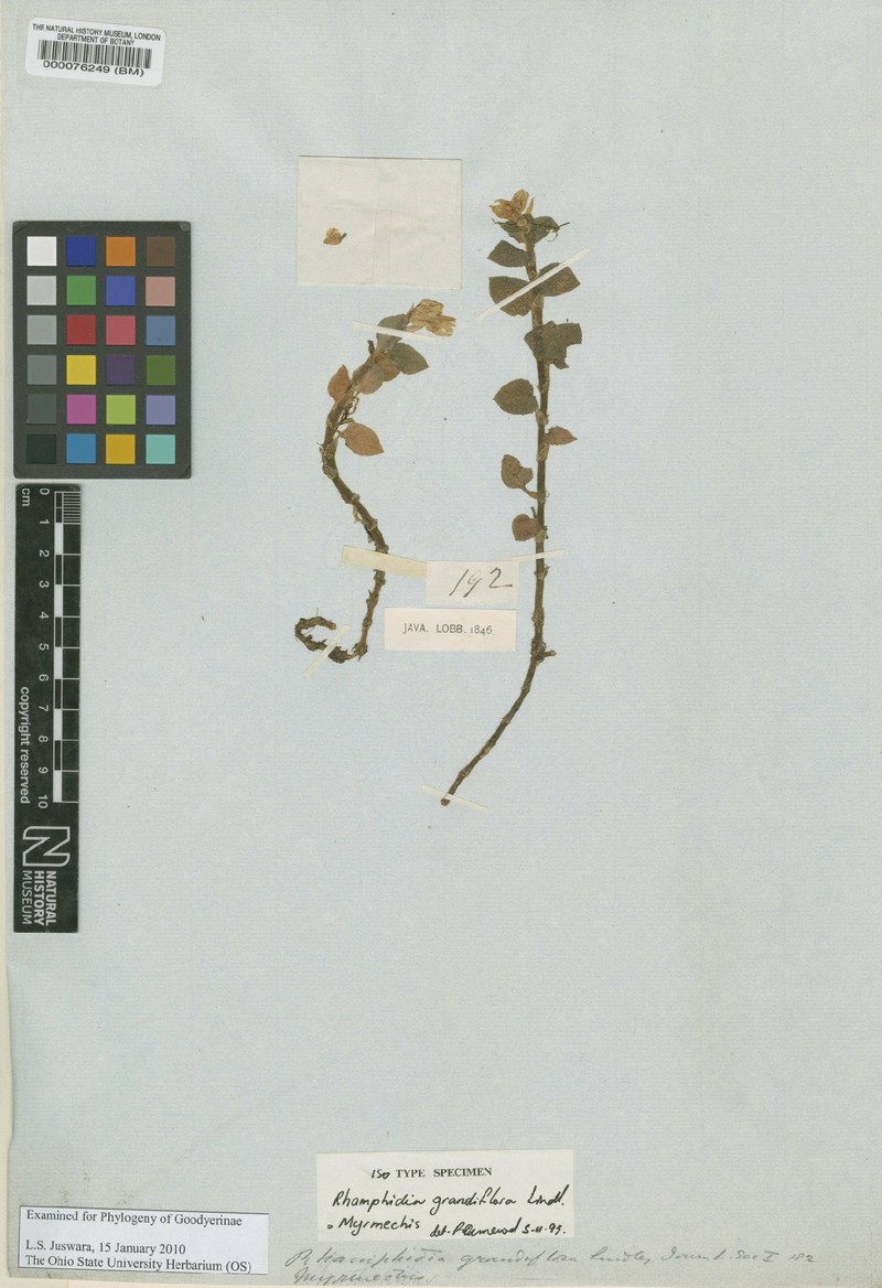 Odontochilus glaber