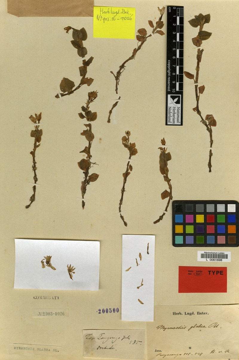 Odontochilus glaber photo 2
