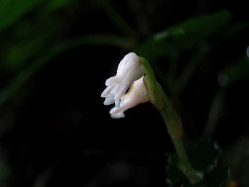 Odontochilus gracilis photo 2